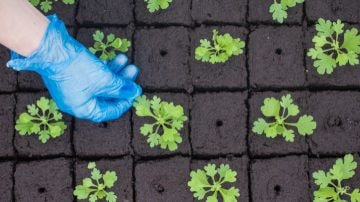 LED 植物高产灯提高繁殖成功率	