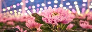 用于花卉的 LED 植物生长灯