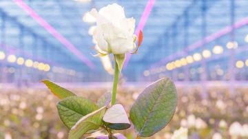 使用 LED 种植玫瑰 使用 LED 种植玫瑰