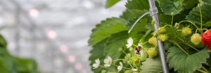 飞利浦 GreenPower LED 花卉生长灯