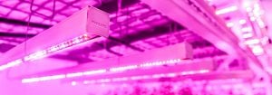 垂直农场 LED 照明
