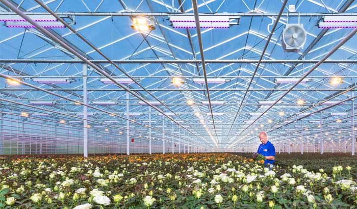 荷兰Leo van der Harg室内花卉LED照明案例