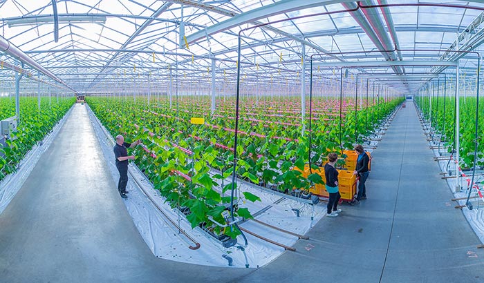 荷兰Gerja BV公司LED蔬菜栽培植物照明