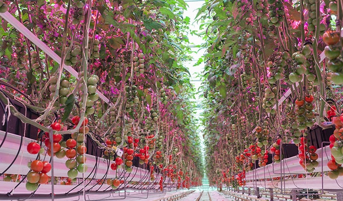英国APS Salads植物LED照明项目案例