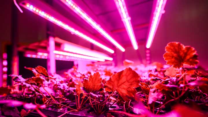 Battlefield's greenhouse