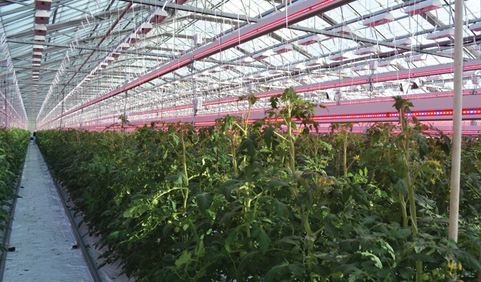 芬兰Martin Sigg番茄补光LED植物照明案例