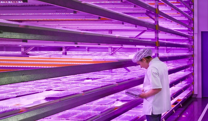 荷兰Vitro Plus蕨类植物繁育LED植物照明案例