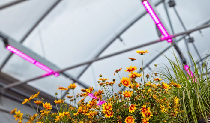 美国密歇根州LED温室花卉植物照明