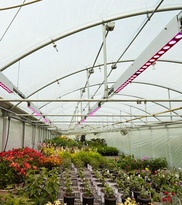 LED植物照明,Walters Gardens
