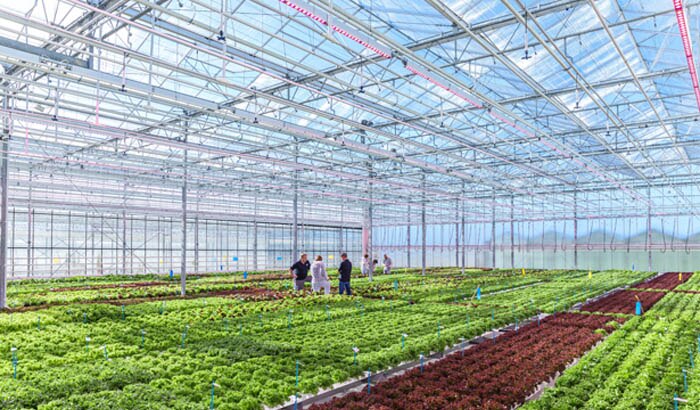 荷兰拜耳公司LED农作物植物照明案例