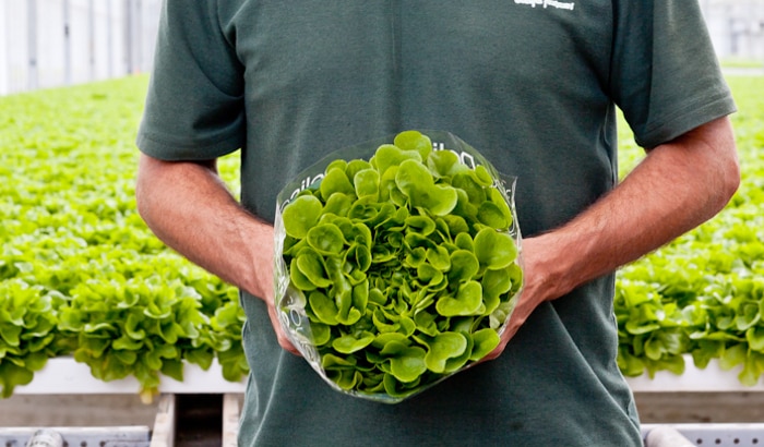 How different growing environments can influence nitrate levels in leafy greens