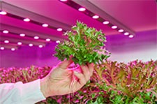 GreenPower LED 生产模块 Static