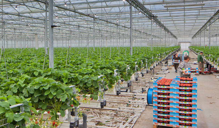 比利时Alain Lutz草莓种植商LED植物照明案例
