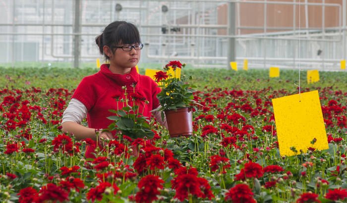 北京花木公司大型LED花卉生产基地照明案例