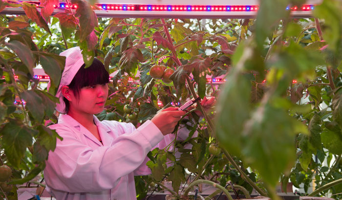 北京京鹏植物工厂LED番茄种植照明案例