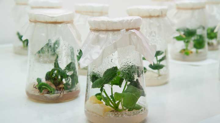 LED植物照明北京市农林科学院蔬菜研究中心