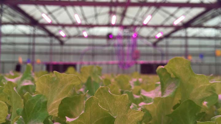 LED植物照明，北京市农林科学院蔬菜研究中心