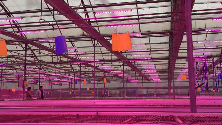 LED植物照明，北京市农林科学院蔬菜研究中心