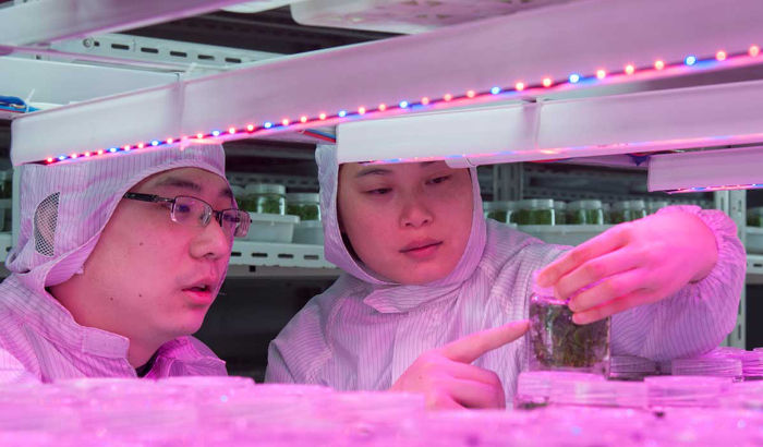 上海大地园艺种苗公司LED植物照明案例 