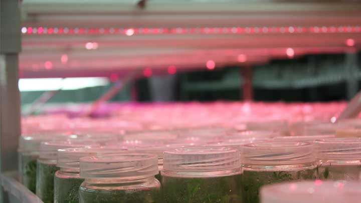 LED植物照明上海大地园艺种苗有限公司