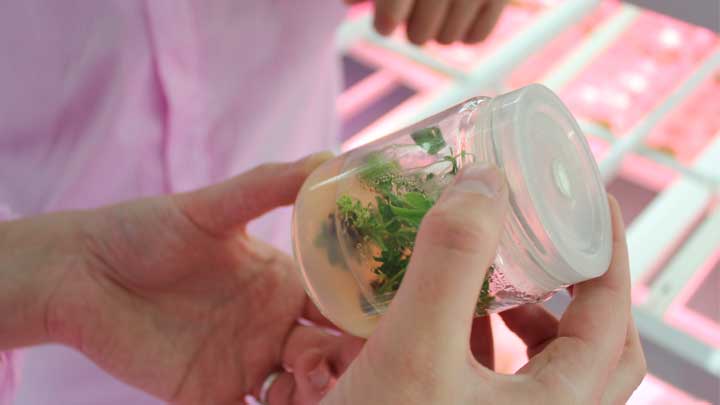 LED植物照明上海大地园艺种苗有限公司