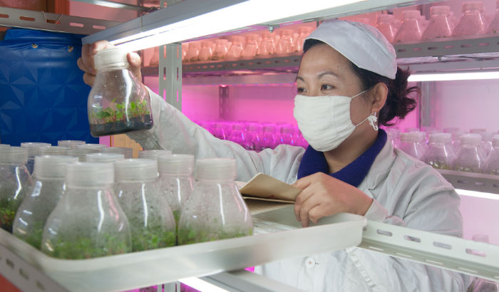 北京大兴区苗圃LED花卉生产照明案例