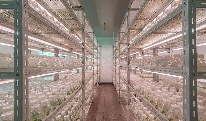北京大兴区苗圃组培室LED植物照明案例
