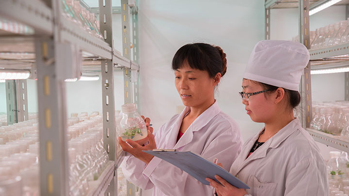 飞利浦，植物照明,北京市大兴区苗圃组培室,案例研究
