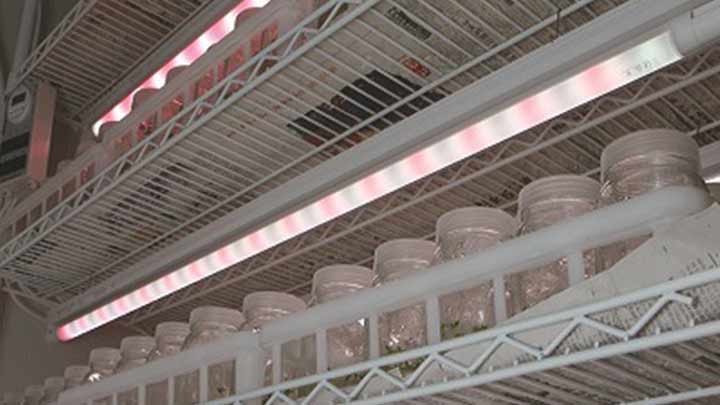 LED植物照明,福建西岸生物科技有限公司