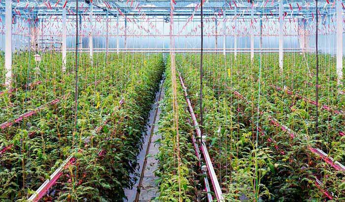 荷兰GreenQ温室研究机构LED植物照明案例