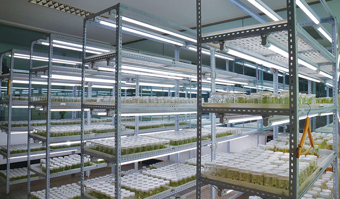 辽宁农业科学院LED植物照明案例