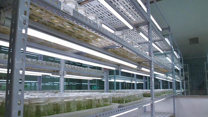 飞利浦，植物照明,辽宁省农业科学院,案例研究