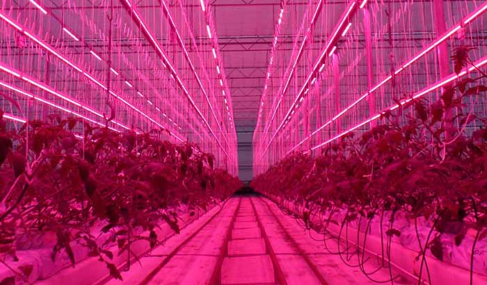 英国兰开夏LED植株间照明项目案例 