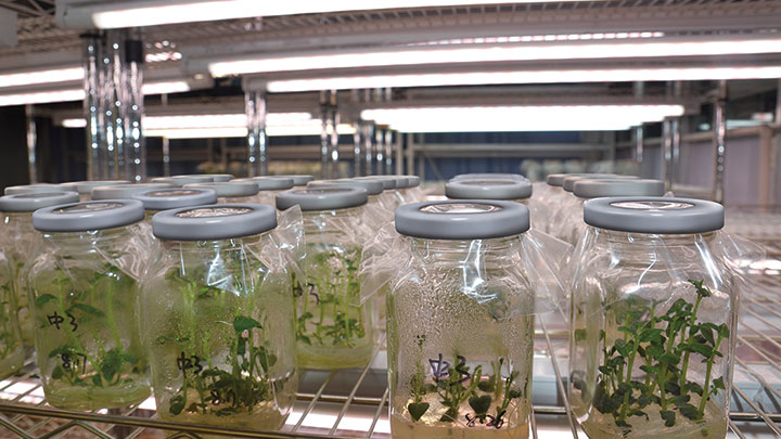 飞利浦，植物照明,东北农业大学,案例研究