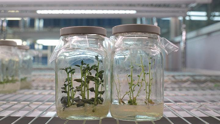飞利浦，植物照明,东北农业大学,案例研究