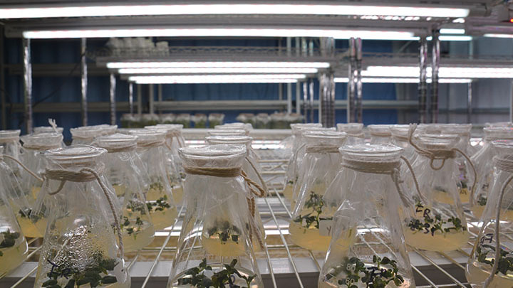 飞利浦，植物照明,东北农业大学,案例研究