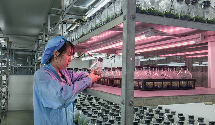 三益集团多元化LED植物组培植物照明 