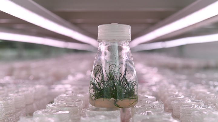 LED植物照明, 上海爱索特公司