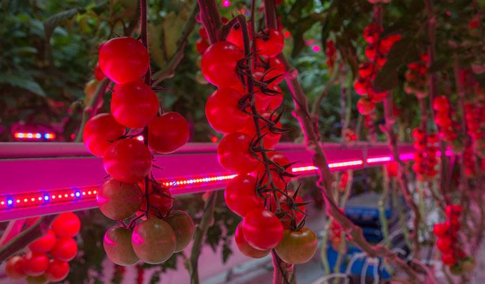 上海都市绿色工程公司LED番茄种植照明案例