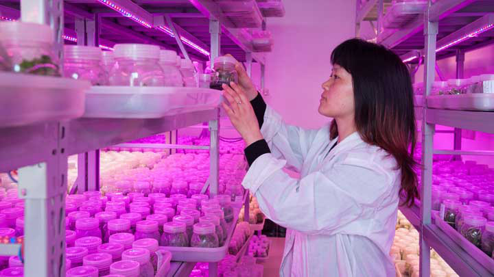 LED植物照明上海市花卉良种试验场