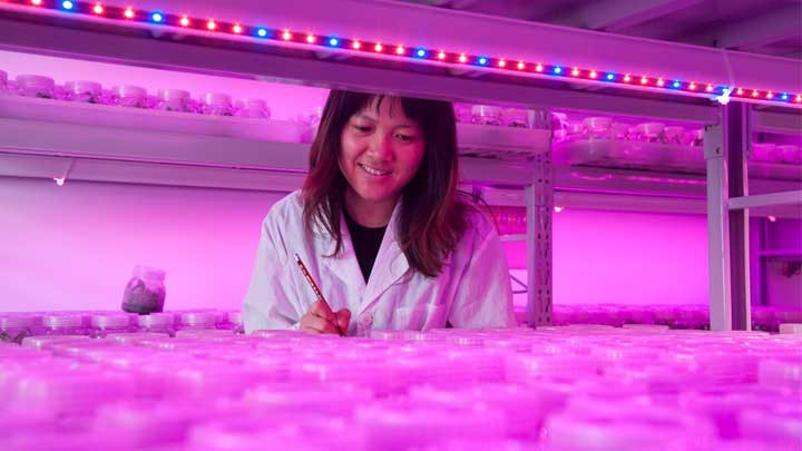 LED植物照明上海市花卉良种试验场