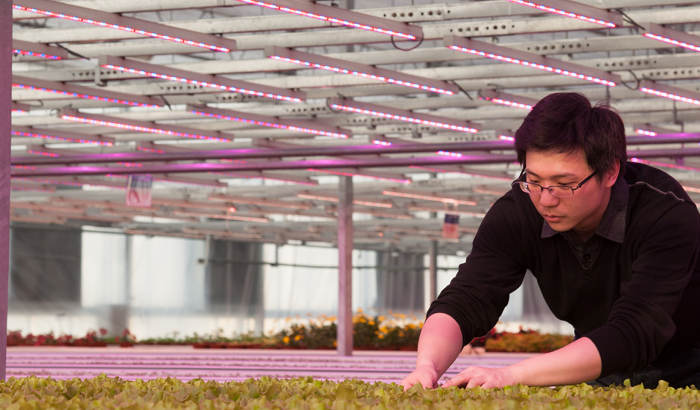 上海市交通大学LED园艺植物照明案例