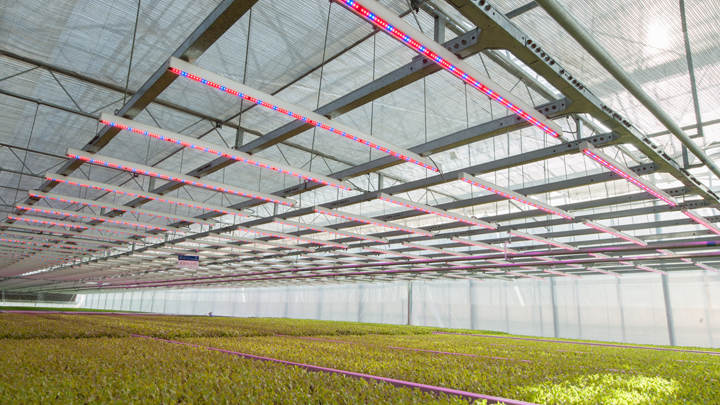 LED植物照明上海交通大学