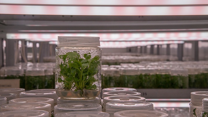 LED植物照明上海星辉组培