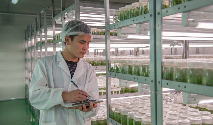 上海星辉蔬菜组培LED植物照明案例