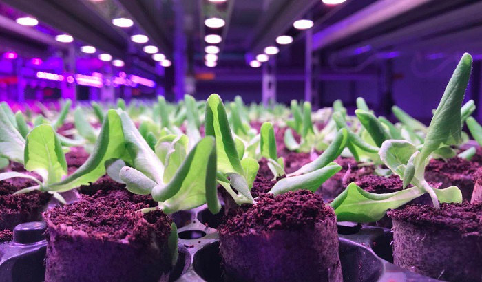 台湾三欣园艺LED花卉生产植物照明