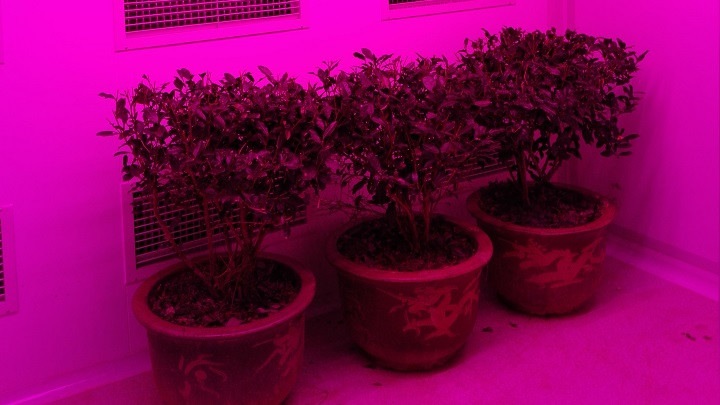 飞利浦，植物照明, 茶树育种 , 案例研究