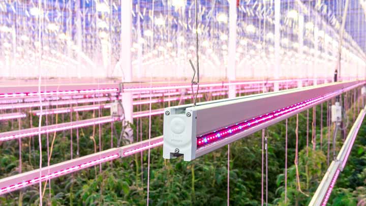 LED植物照明，Van Nature 种植者协会/ Jami VOF公司