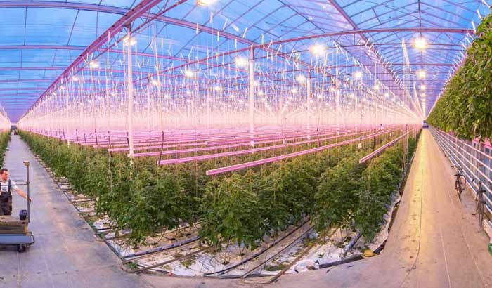 荷兰Van Nature种植者协会高产LED植物照明案例