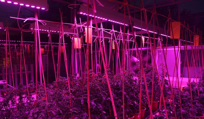 浙江大学农业与生物学院LED植物照明案例